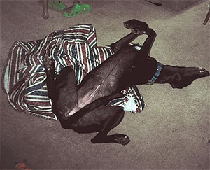 dog relaxing
